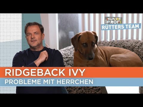 Stefan und Ivy haben keinen richtigen Draht zueinander 😢 | Der Hundeprofi - Rütters Team