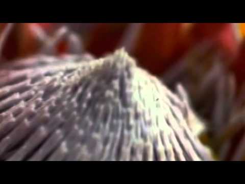 Nine Inch Nails - The Day The Whole World Went Away (CyanGray Dust Edit)