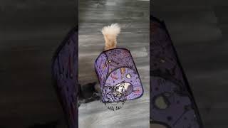 Maine Coons playing!