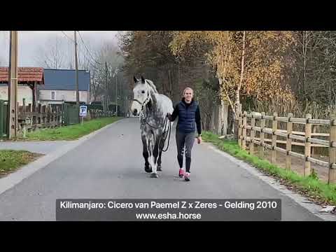 Kilimanjaro: Cicero Z van Paemel x Zeres