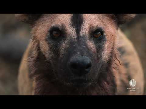 Discover Botswana: A Wildlife Haven