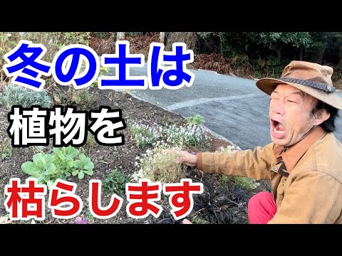 冬に庭で馬糞を使用するにはどうすればよいですか？利点、アドバイス、使用方法  庭園