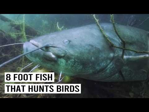 Giant Catfish: The Invasive Predator That Eats Birds