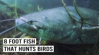 Download lagu Giant Catfish: The Invasive Predator That Eats Birds mp3