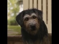 Lady And The Tramp TV Spot 1 TV Spot World