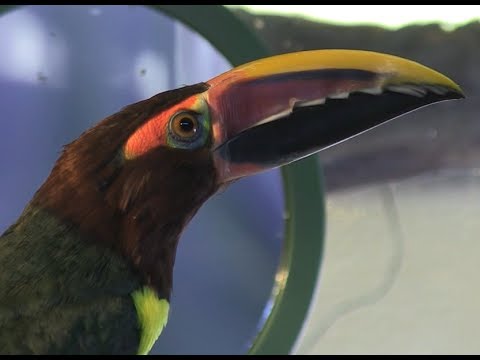 Amazing Aracari