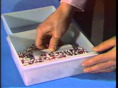 Deming on Management: The Red Bead Experiment