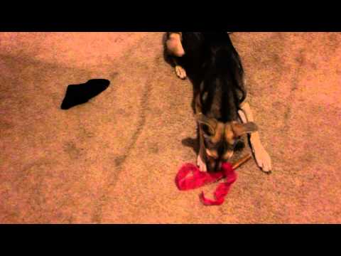 Bindi's Birthday Present