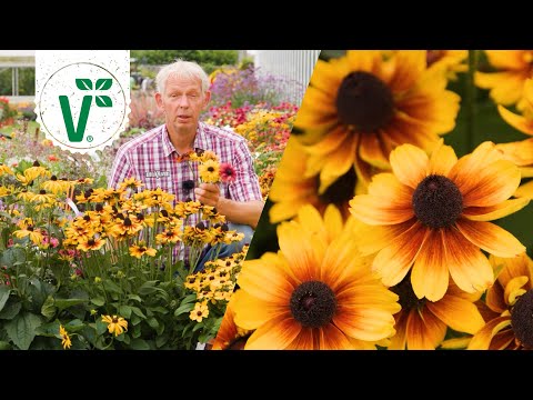 Winterharter Sonnenhut? - Volkers Gartenwissen