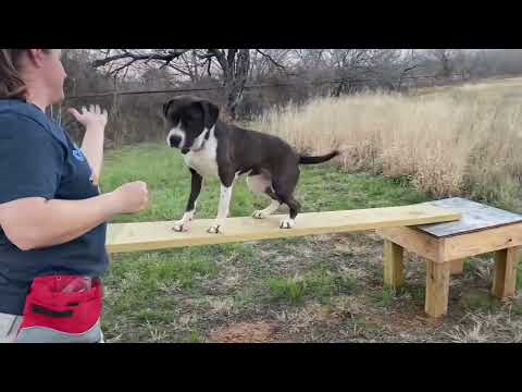 Isabelle, an adopted Great Dane & American Bully Mix in Lytle, TX_image-1