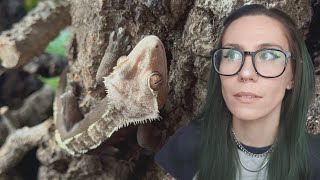 Let's potentially INFEST my HOUSE with TEENY TINY GECKOS!! + UPGRADING Rango for his 10th Bday!