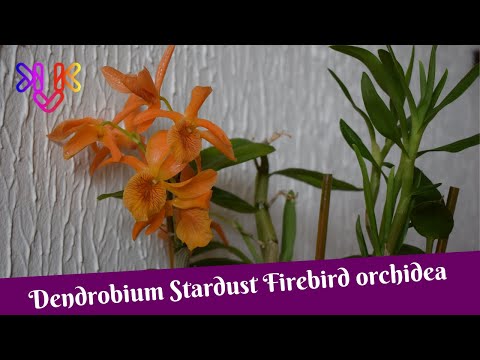 , title : 'Dendrobium Stardust Firebird orchidea bemutató | Alap tudnivalók, igények, gondozás és teleltetés'