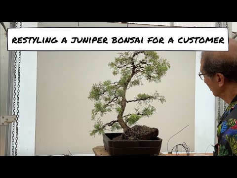 Restyling a Juniper Bonsai for a Customer