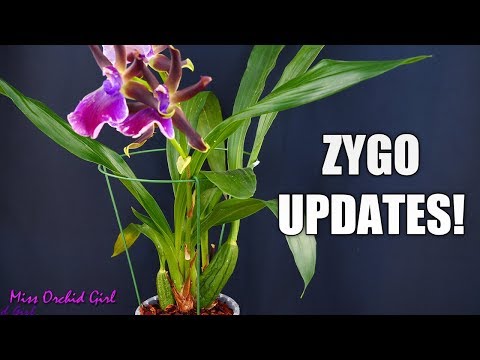 , title : 'Zygopetalum Orchids - Update and repot'