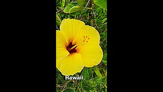 Yellow Hibiscus looks gorgeous. Hawaiian tropical flower.