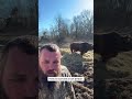 How To Survive A Attack From Rufus Rufusthebull Cow Farming