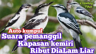 Download lagu SUARA BURUNG KAPASAN KEMIRI,CUPON DI ALAM LIAR|| hanya hitungan detik auto nyaut!!! mp3