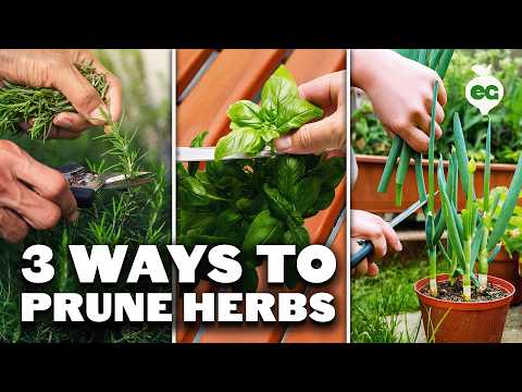 8 Basil Varieties You Might Not Know About