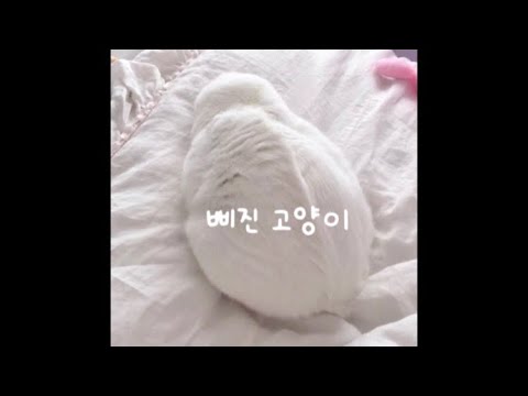 삐진 고양이 달래기