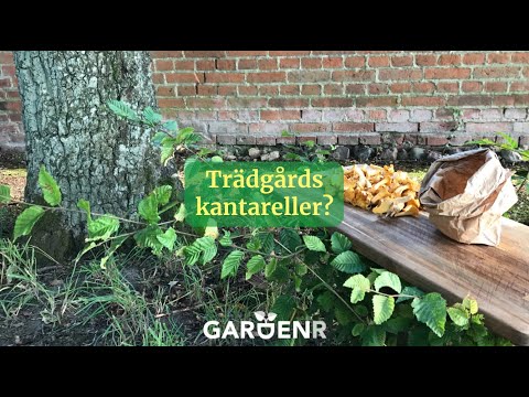 Trädgårds-kantareller? - Trädgårdshacks med GardenR