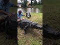 Only in Florida - @Im_Ben_Register riding alligators at @GatoramaAdventures
