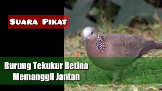 Download lagu SUARA PIKAT BURUNG TEKUKUR || Tekukur Betina Memanggil Jantan mp3 mp3