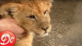 Terre Attention Danger : Le lion d'Asie (INTEGRALE)