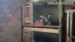 Download lagu Cara memilih anakan yang paling bagus dalam satu tetasan mp3 Download lagu Cara memilih anakan yang paling bagus dalam satu tetasan mp3