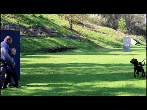 American bandog - defense boy