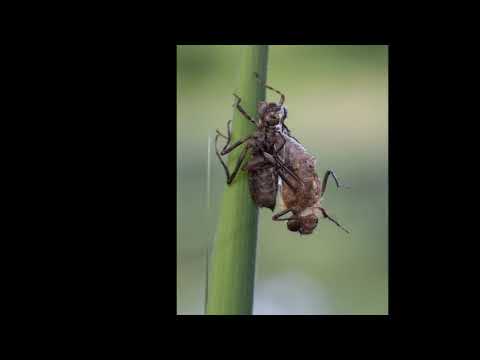 Se ai vermi di bambino che trattare GOST di uovo di helminths