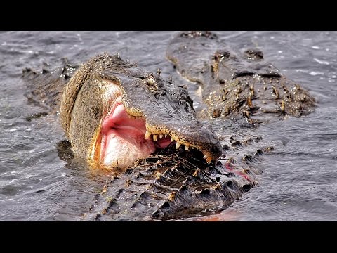 Alligator/Crocodile Fight