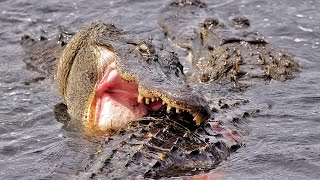 Alligator/Crocodile Fight
