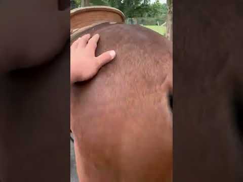 AVERY - Kentucky Saddle Horse - Gelding - 13 YO - $1650