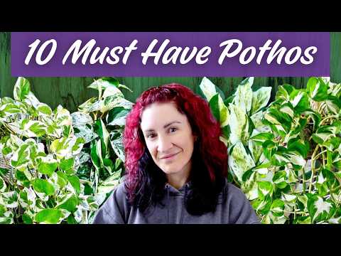 My Top 10 FAVORITE Epipremnum Plants Revealed