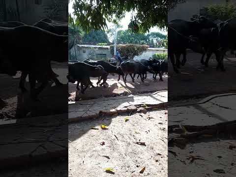 + criollo q esto dónde? Arismendi Edo Barinas