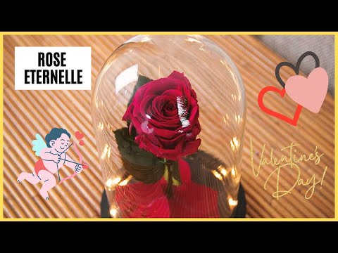 Rose éternelle Saint-Valentin : 3 modèles testés