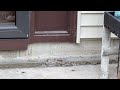 Yellow Jackets A Little Too Close to the Door in Monmouth Junction, NJ