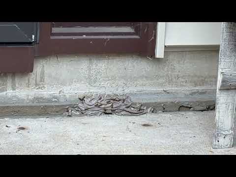 Yellow Jackets A Little Too Close to the Door in Monmouth Junction, NJ