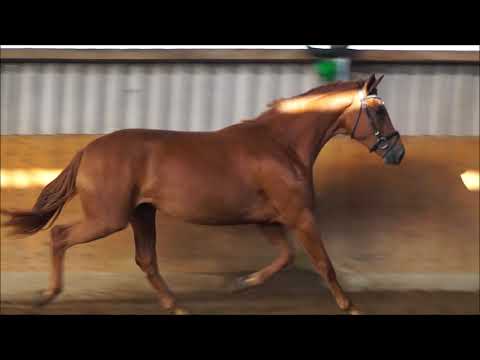 FOR SALE! Stute *2018 von Floriscount / Weltruhm