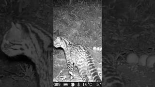 Jaguatirica Flagrada Pela Camera De Trilha! 🐆🐺🐒#shorts #viral #shortvideo #viralvideo #youtubeshorts