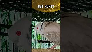 Download lagu PUTER PELUNG GACOR SUARA MENYERAMKAN SEPERTI KUNTILANAK SEDANG MENANGIS SEDIH ( NYI KUNTI ) ‼️ mp3