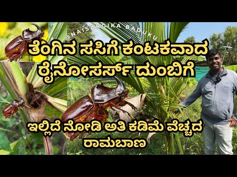 ತೆಂಗಿನ ಸಸಿಗೆ ಕಂಟಕವಾದ ರೈನೋಸರ್ಸ್ ದುಂಬಿಗೆ ಇಲ್ಲಿದೆ ನೋಡಿ ಅತಿ ಕಡಿಮೆ ವೆಚ್ಚದ ರಾಮಬಾಣ #rhinocerosbeetle 🇮🇳💛❤️