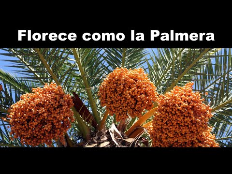, title : 'Florece Como La Palmera, Servicio Dominical, 10 de Enero de 2021'