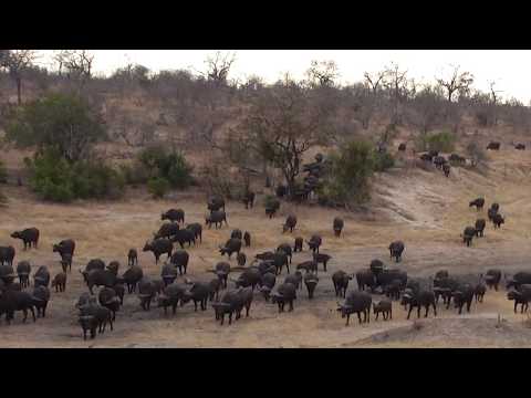 Djuma: Breeding herd of Buffalo-Pt:1 - 07:22 - 09/16/18