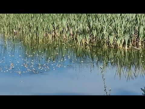 Kikkerconcert Abdissenbosch