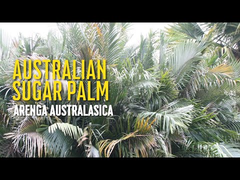 Australian Sugar Palm - Arenga australasica