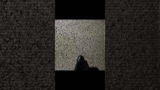 #new_scoop