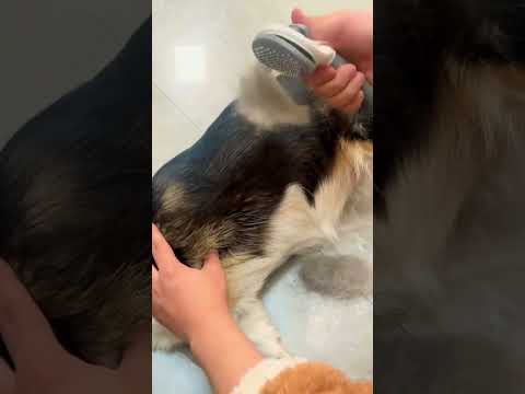 Vídeo demonstração da Escova Removedora de Pelos EcoFocinho