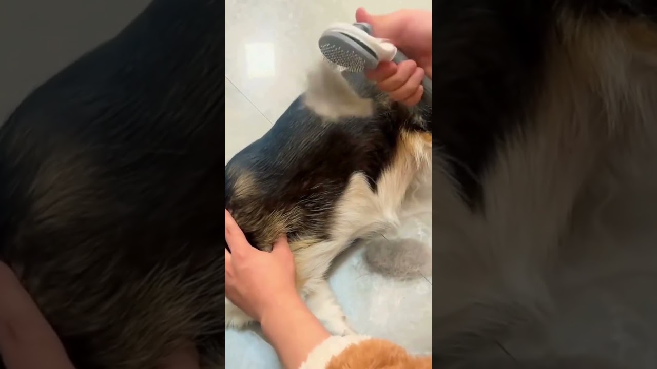 Vídeo demonstração da Escova Removedora de Pelos EcoFocinho