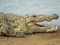 Крокодилы в г. Ростове-на-Дону греются на солнышке (пр. Коммунистический, 50) 